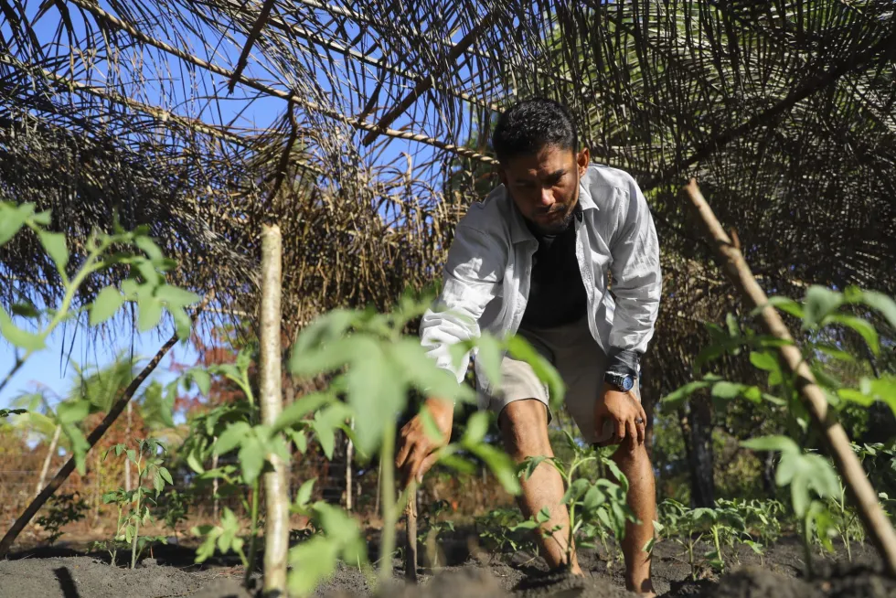 Hombre sembrando plántulas de tomate en un huerto comunitario