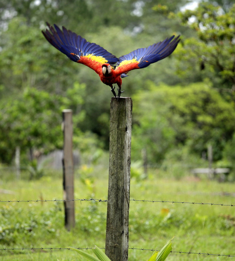 Guacamaya roja posada sobre un poste, con el ala extendida